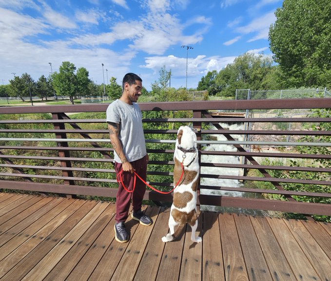 A man in a white t-shirt and maroon pants holds a red leash attached to a brown and white pit bull-type dog standing on its hind legs on a wooden bridge with metal railings, looking out over a landscape under a blue sky.