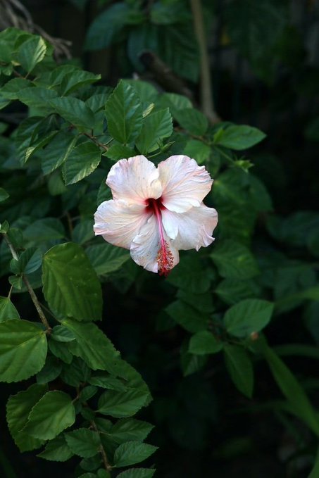 A pale pink hibiscus flower with a deep red center blooms among lush green leaves in low light.