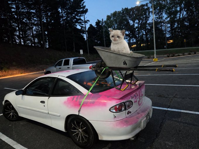 A white car with pink spray-painted designs has a white cat sitting in a gray wheelbarrow strapped to its roof, parked in a parking lot.