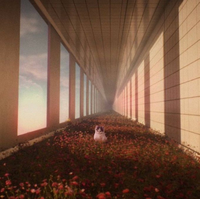 A surreal, dreamlike image of a small white cat sitting in a vast field of red flowers inside what appears to be an endless tunnel or corridor with columns on one side and arched openings revealing a sunset sky.