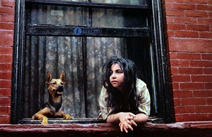 A young woman with long dark hair and a German Shepherd dog lean out of an open window of a red brick building, gazing outward, with a "litecoin" watermark visible in the upper portion of the image.
