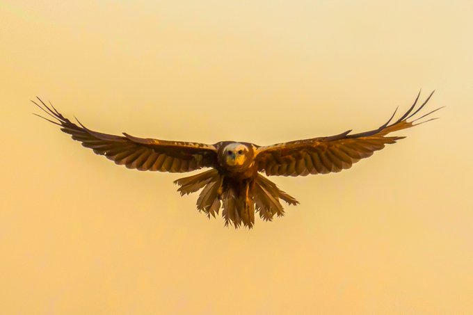 A photograph of a bird of prey, possibly a kite, flying directly toward the camera with wings fully spread against a warm beige sky.
