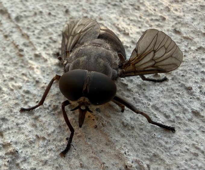 A close-up macro photograph of a dark-colored fly with large black compound eyes and translucent veined wings resting on a textured white surface.