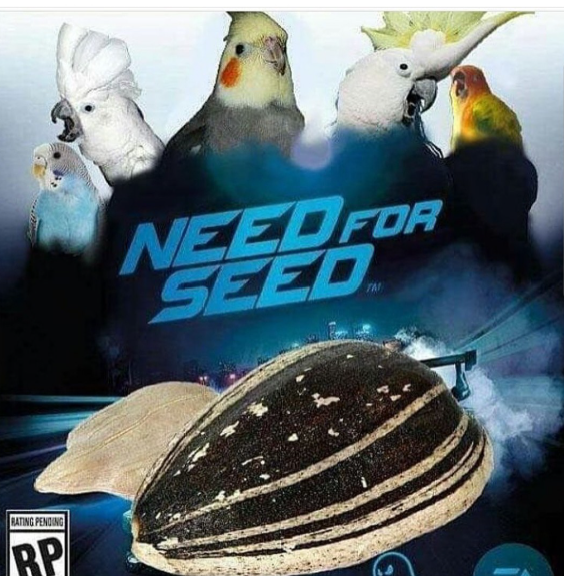 A parody poster titled 'NEED FOR SEED' featuring several cockatoos and parrots above a sunflower seed racing like a car, with a 'Rating Pending' box in the corner.