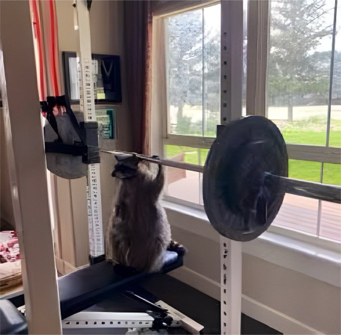 A fluffy gray cat sits upright on a weight bench inside a home gym, appearing to grasp a barbell loaded with weights as if preparing to lift.