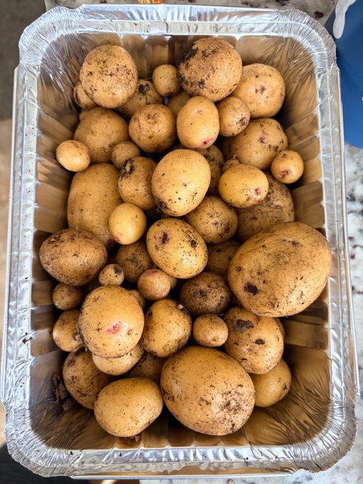 An aluminum foil tray filled with freshly harvested potatoes of various sizes, covered in dirt, sitting on what appears to be a countertop.
