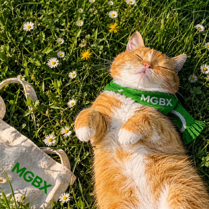 An orange and white cat wearing a green 'MGBX' scarf lies happily in a grassy field with daisies, next to a tote bag with the same 'MGBX' logo.
