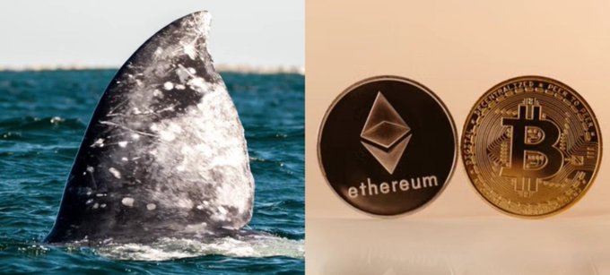 A whale shark emerges from the ocean beside a black Ethereum ("ethereum") coin and a gold Bitcoin coin, visually representing the post's theme of crypto whales taking profits—specifically Whale 0x4cee selling 5,250 $ETH ($11.76M) and another whale (bc1qqt) selling 550 $BTC ($39.43M)—as retail investors rush in.