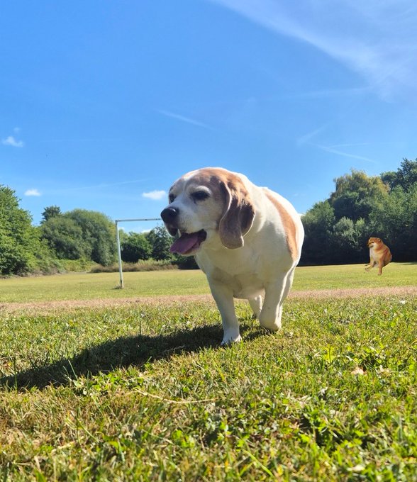 A beagle walks across a grassy field on a sunny day with another dog visible in the background.