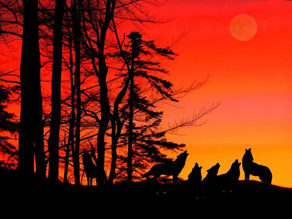 A pack of wolves silhouettes howl at the moon against a vivid red and orange sunset, evoking a sense of quiet strength and watchfulness—mirroring the post's theme of @wolfswapdotapp emerging as a low-key but promising project worth keeping an eye on.