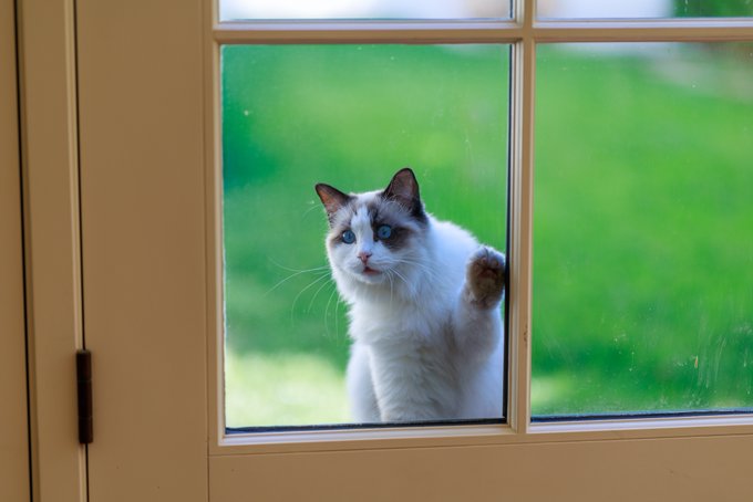 A fluffy white and brown cat with striking blue eyes presses its paw against a glass window pane, looking out at a bright green lawn.