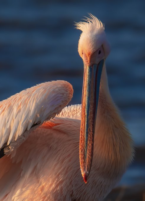 A Dalmatian pelican rests with its long bill tucked against its feathers, bathed in warm golden light against a deep blue water backdrop. The striking portrait showcases the bird's distinctive crest and pinkish-orange plumage in beautiful detail.