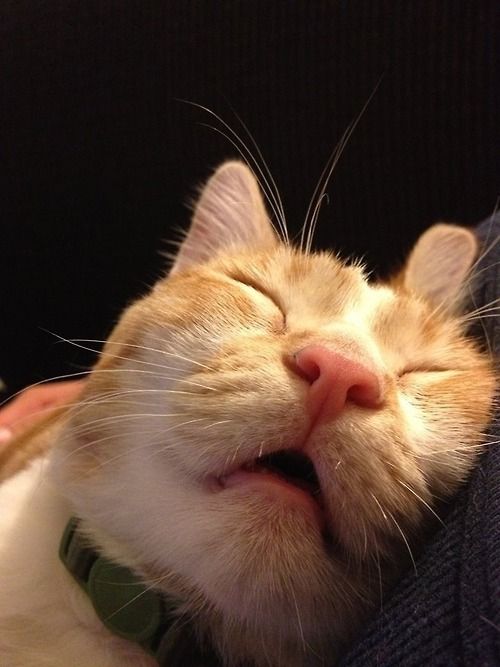 A close-up photograph of an orange and white cat with closed eyes appearing to smile contentedly, wearing a green collar against a dark background.