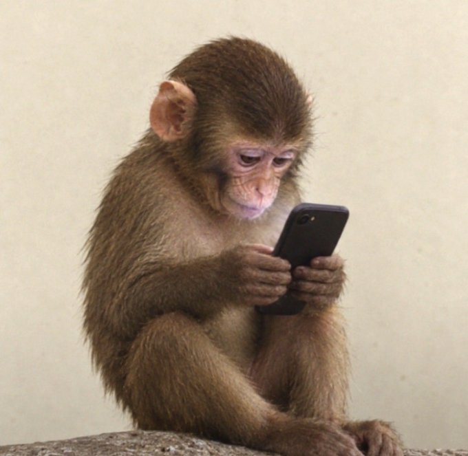 A young monkey sits and intently examines a black smartphone held in both hands.