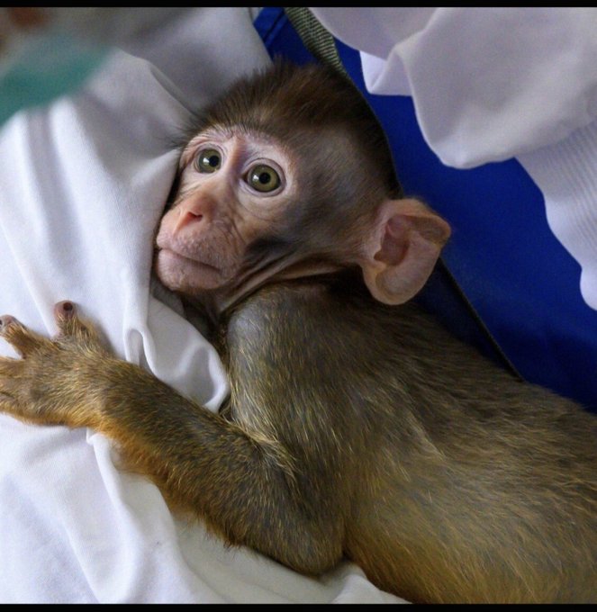 A close-up of a baby monkey with light eyes and a pale face, wrapped in a white and blue blanket, peering upwards.