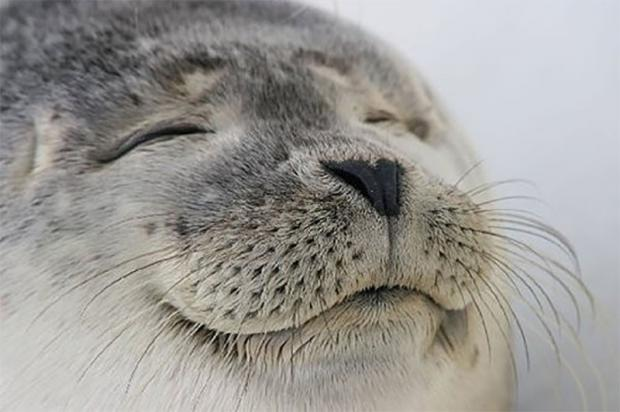 A close-up of a seal with its eyes closed in apparent bliss, perfectly capturing the feeling of a successful "First prompt with 5.6 sol" — the animal's serene expression mirroring the satisfaction of a well-executed achievement.