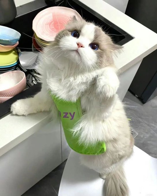 A fluffy white and gray cat wearing a green harness with "zy" printed on it stands upright on its hind legs beside a countertop with colorful bowls. The image plays on crypto culture with the "zy" text evoking ticker symbols, while the caption promotes BeldexCoin's privacy-focused approach to blockchain technology.