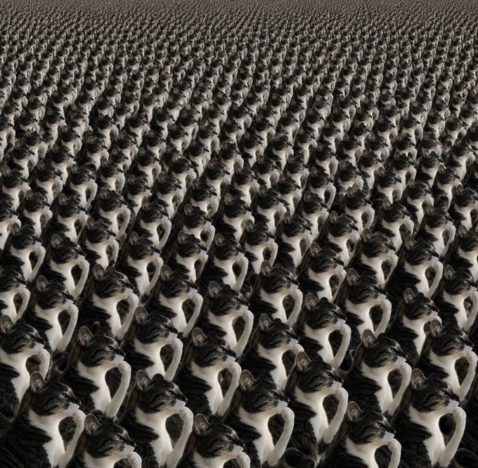 A vast, repeating array of identical tabby cats stretches to the horizon, creating an eerie sense of endless replication. The image visually echoes the post's theme of buying "on dips," with the countless cats symbolizing the overwhelming quantity of shares or positions being accumulated.