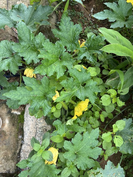 The image shows a close-up view of some plants with yellow leaves that are growing next to each other, surrounded by rocks. The scene appears to be outdoors, possibly at a park or garden area. There is no text present in the image, so we cannot determine if there's any information about crypto apps or blockchain technology. However, the post seems to be promoting an app called UseTria that aims to simplify and streamline on-chain transactions for users by providing them with easy-to-understand explanations of how it works.
