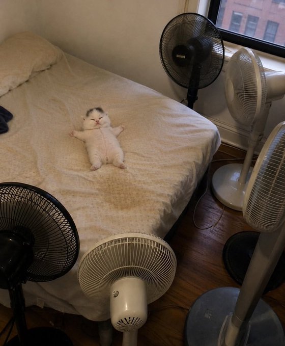 A small white cat lies flat on its back in a relaxed pose on a bed, surrounded by five electric fans of various sizes pointed at it in what appears to be a humorous setup.