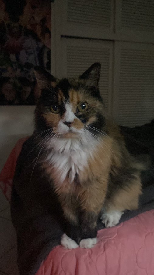 A portrait of a long-haired calico cat with black, orange, and white fur sitting on a pink blanket in a dimly lit room.