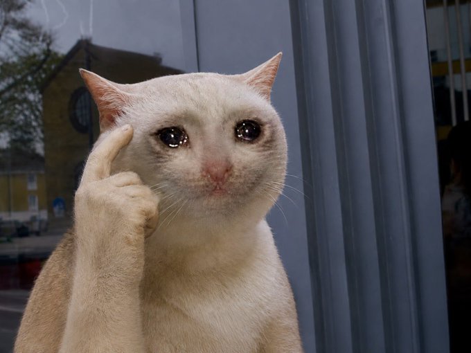 A cream-colored cat with a pointed paw raised to its temple strikes a "deep thinking" pose, perfectly capturing the contemplative mood of the $CASHCAT cycle as the feline appears to ponder its next strategic move.
