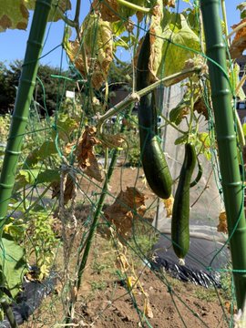 Cucumbers growing on vines in a garden, supported by green stakes and netting, with some yellowing leaves visible.