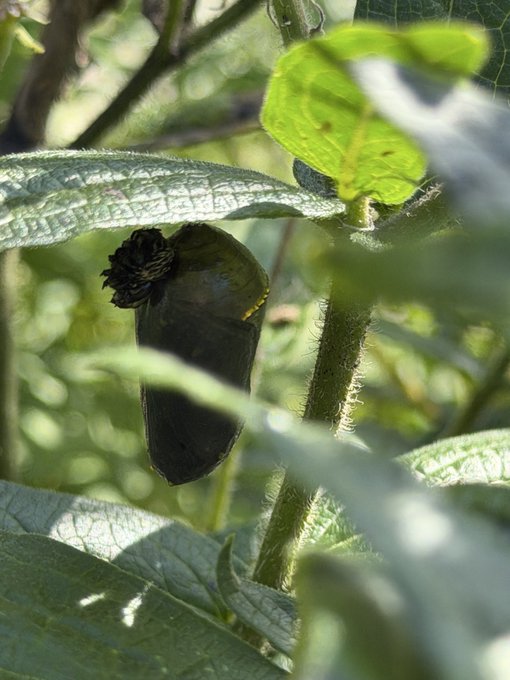 A close-up photograph shows a dark seed pod hanging from a fuzzy green plant stem, partially hidden among large textured leaves in dappled sunlight.