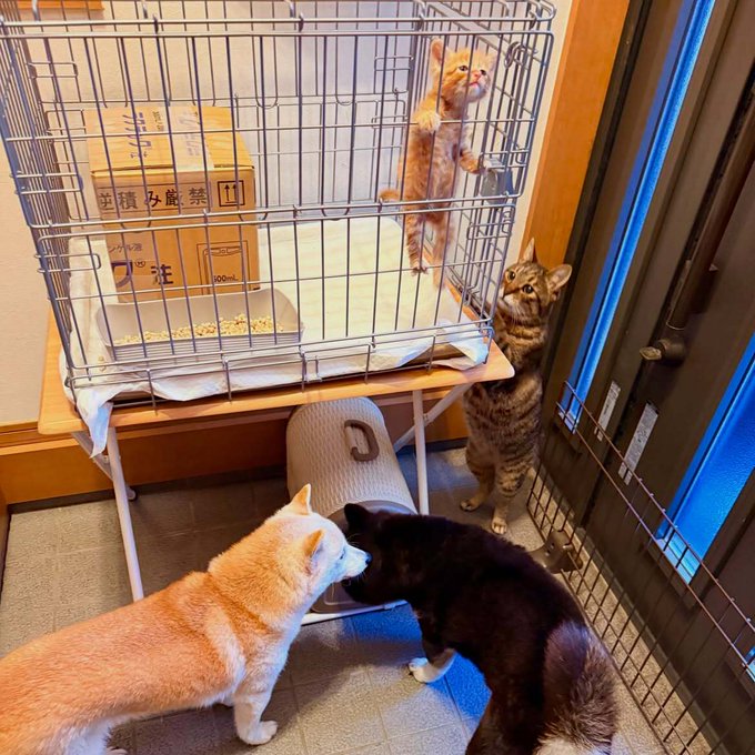 Four cats gather around and climb a wire cage holding a cardboard box labeled "AgV+THF" with Japanese text and a "1000mL" marking, alongside a litter box and food bowl. The scene humorously echoes the post's "Cate in a Doge world" caption, as the cats curiously inspect the enclosed space like puppies at a kennel.