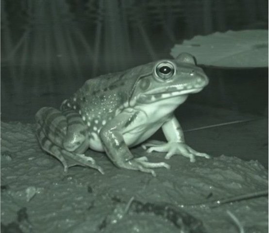 Night vision / green-tinted photo of a frog sitting on a rock near water, possibly a bullfrog.