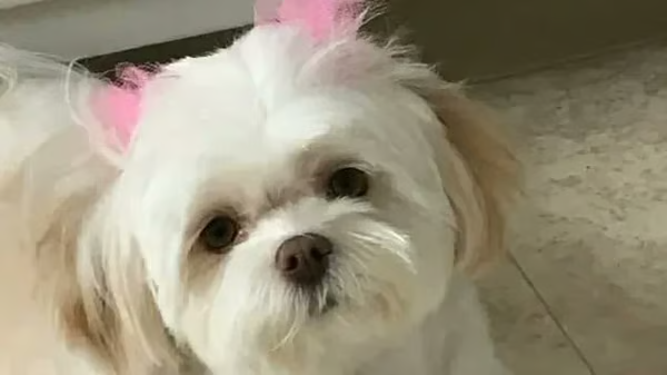 A close-up photograph of a small white fluffy dog with pink-tinted ears looking up at the camera.