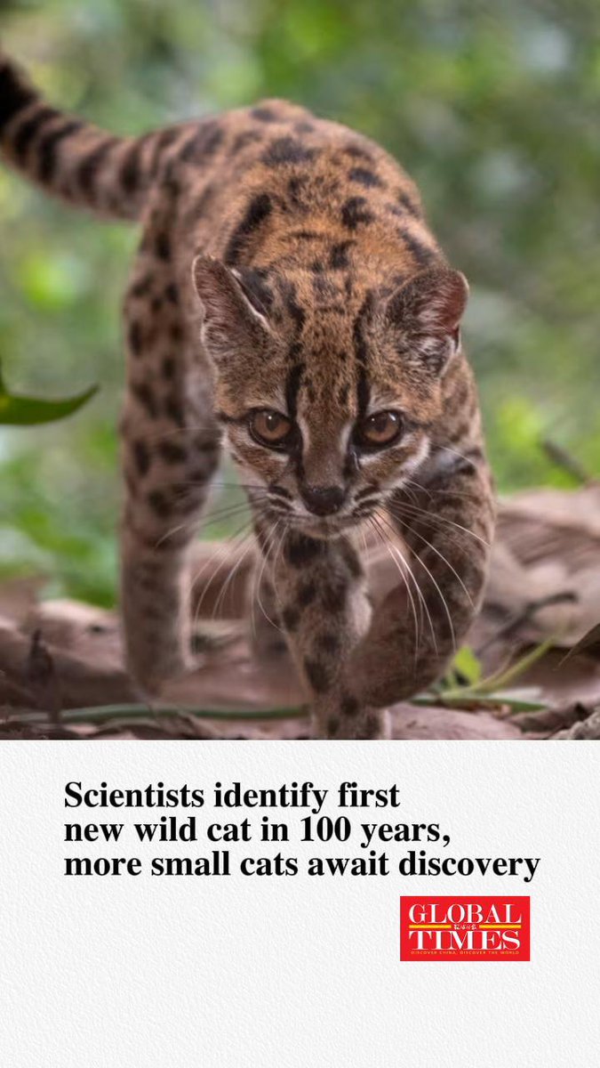 A Global Times news graphic showing a small spotted wild cat with the headline 'Scientists identify first new wild cat in 100 years, more small cats await discovery'.