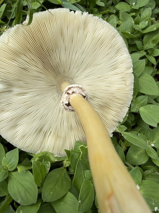 A freshly picked mushroom is held upside down, showcasing its intricate gills, surrounded by lush green foliage glistening with dew—fitting companions to the post's "gm, rain is back."