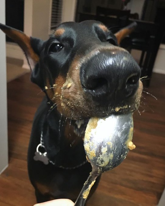 A close-up photo of a Doberman Pinscher with food residue on its face, holding a sauce-covered spoon in its mouth in what appears to be a kitchen or dining area.