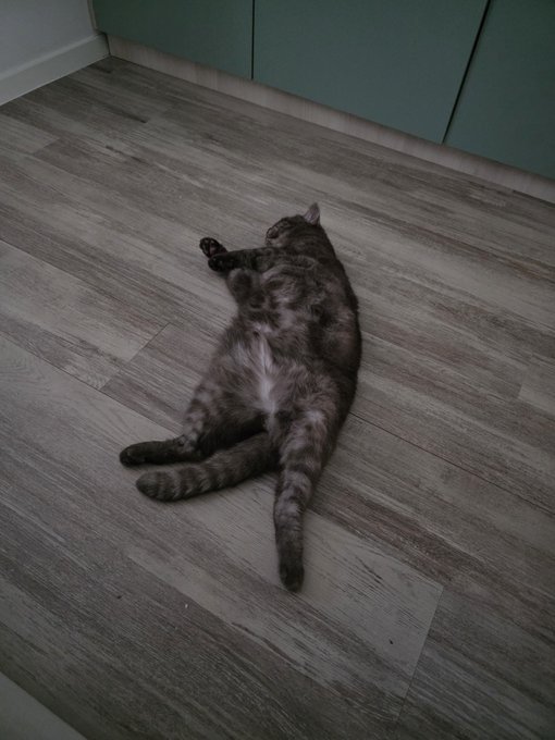 A tabby cat lies stretched out on a wood-laminate floor against a green wall, rolling on its back with paws in the air.