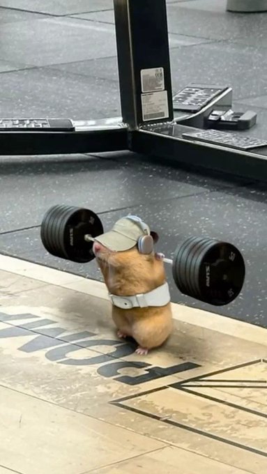 A small hamster wearing a tiny cap and harness, lifting miniature dumbbells in a gym setting.