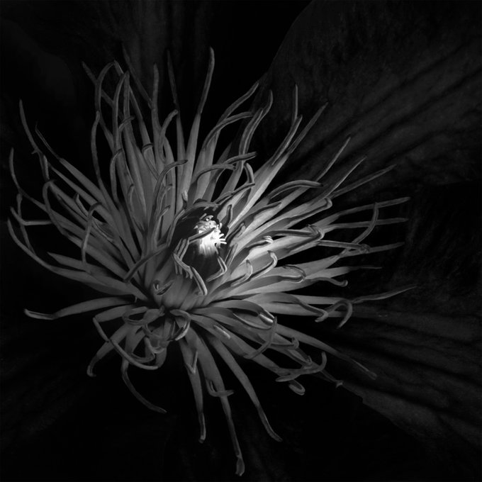 A black and white close-up photograph of a sea anemone with flowing tentacles in dark water.