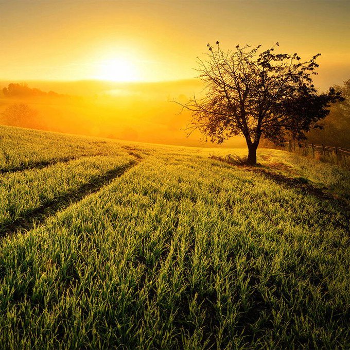 A serene landscape photograph featuring a solitary tree with birds perched on its branches, set in a lush green field with tire tracks leading toward a golden sunrise or sunset.