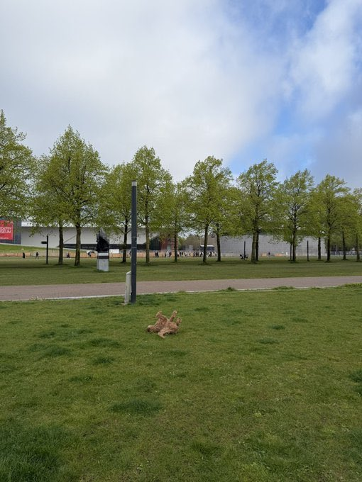 The image shows a grassy field with trees in the background, where a dog has fallen asleep on the ground. The photo appears to be taken at a park or an open area, possibly near a building. There are no people visible in the scene, but the presence of the dog and its peaceful slumber adds a sense of tranquility to the image.