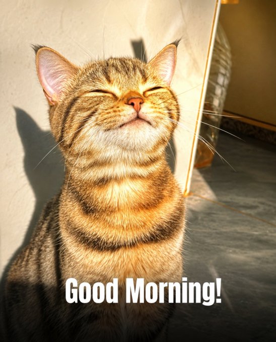 A tabby cat with eyes closed, content in the sunlight, with 'Good Morning!' text overlay at the bottom.