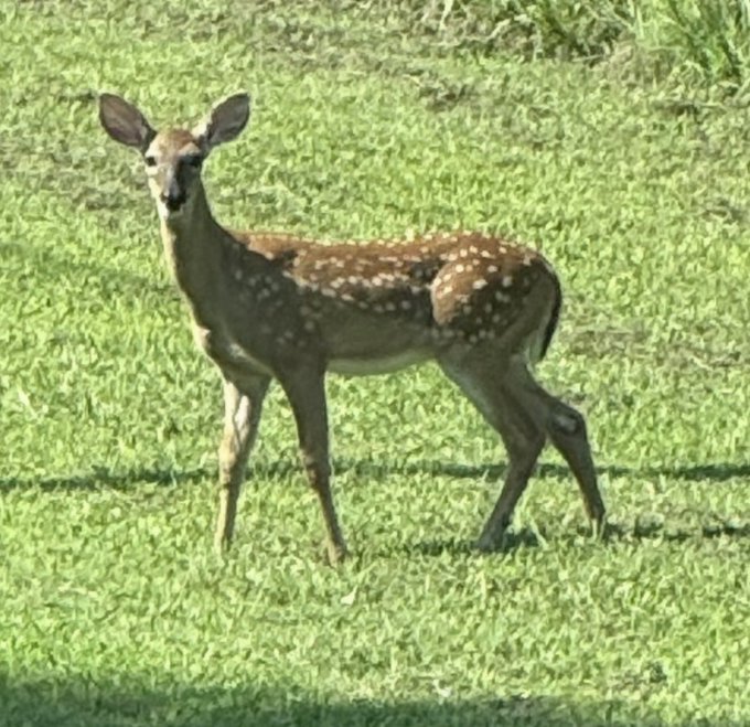 A young deer with white spots on its brown coat stands in a green grassy field, looking directly at the camera.