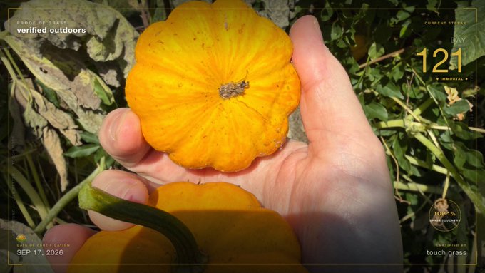 A hand holds a small, bright yellow pattypan squash in an outdoor garden setting; the image includes text overlays such as 'PROGRESS DAY 121', 'verified outdoors', and 'SEP 17, 2026'.
