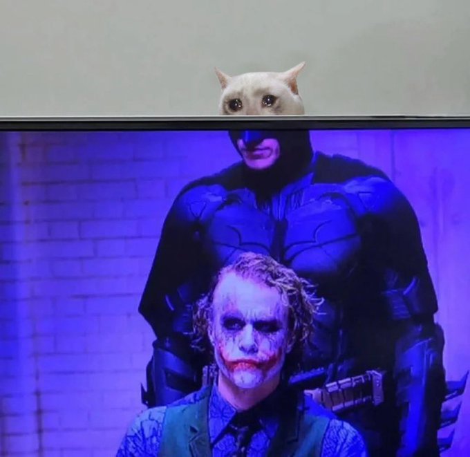 A humorous edited image showing a cat's head placed on Batman's body standing behind the Joker (Heath Ledger) in the iconic scene from The Dark Knight.