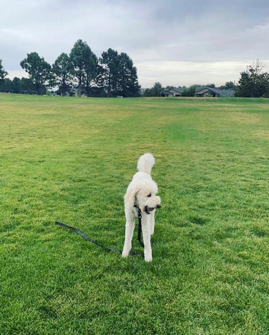 A fluffy white Standard Poodle named Marshall stands on a green grassy field with a leash trailing behind him, perfectly embodying his owner's advice to "touch grass" and take a break from the online world. The peaceful park scene, with distant trees and houses under an overcast sky, reinforces the message about stepping outside to reconnect with reality rather than worrying about others' perceptions.