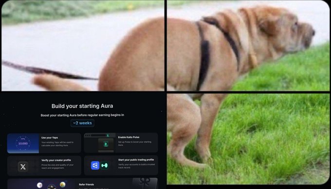 A meme-style collage featuring a dog with a small body walking on grass, overlaid with a Kaito.ai 'Build your starting Aura' dashboard showing ~2 weeks remaining.