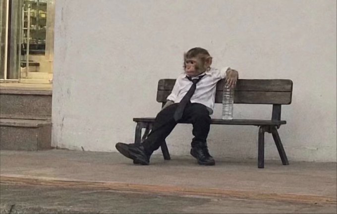 A monkey dressed in a white shirt, black tie, and black pants sits casually on a wooden bench against a white wall, holding a water bottle.