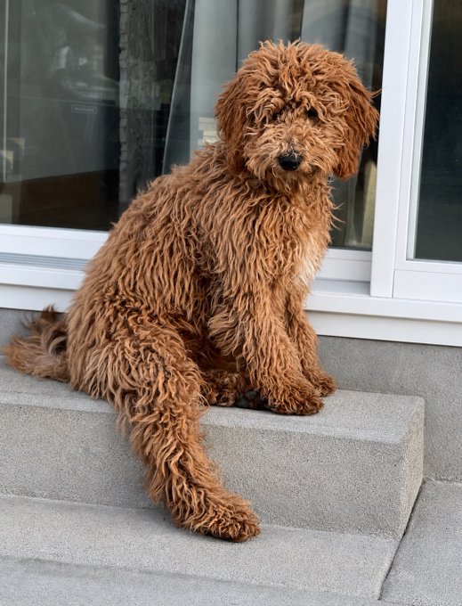 A shaggy, curly-haired reddish-brown dog sits attentively on concrete steps in front of a glass door.