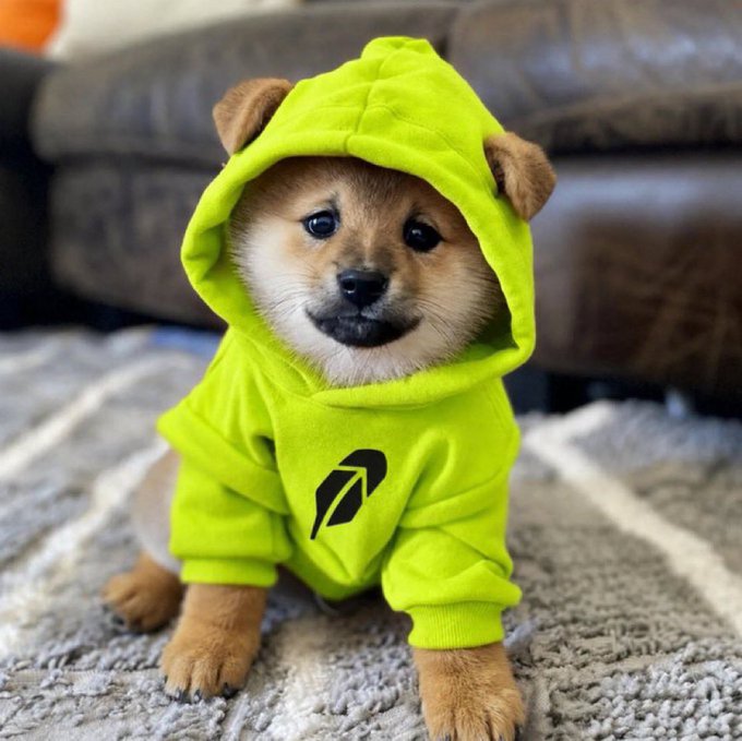 An adorable Shiba Inu puppy wearing a bright green hoodie with small brown ears, sitting on a gray textured rug.