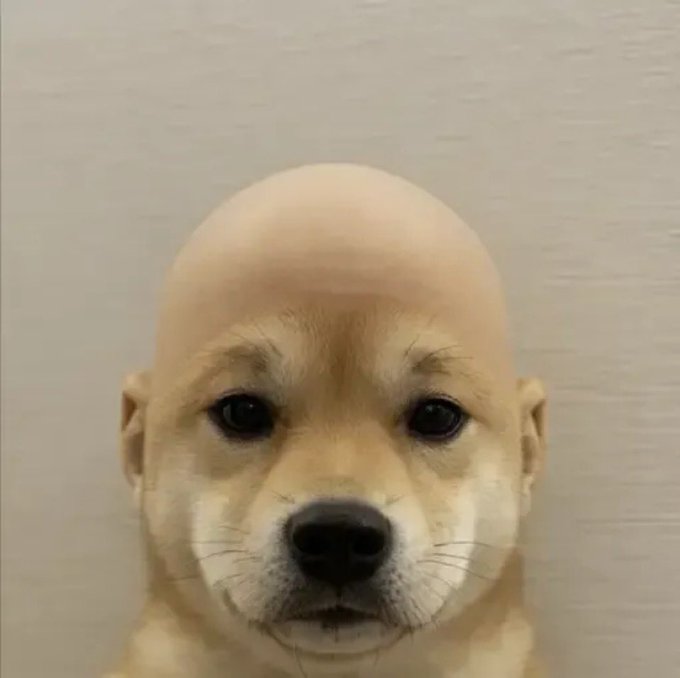 A close-up of a tan dog with an unusually smooth, hairless top of its head, staring forward with dark eyes against a plain wall.
