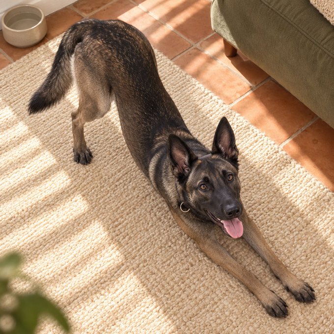 A German Shepherd mix dog with a black and tan coat stretches downward on a woven beige rug, mouth open and panting, with a water bowl and green couch visible in the background.